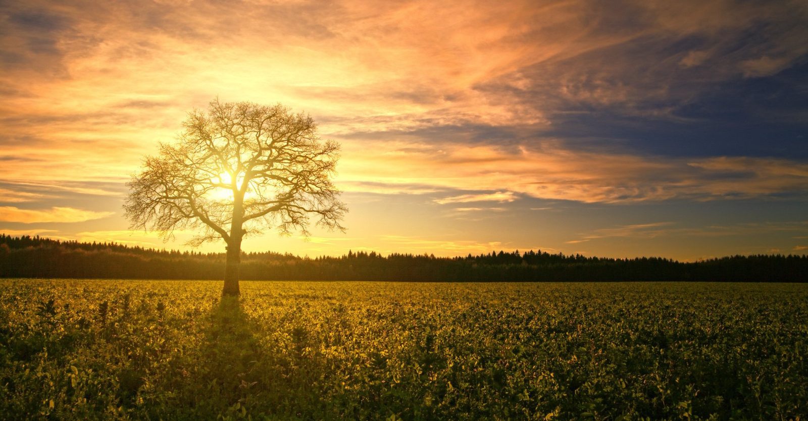 The sun is setting behind a tree in a field of flowers.