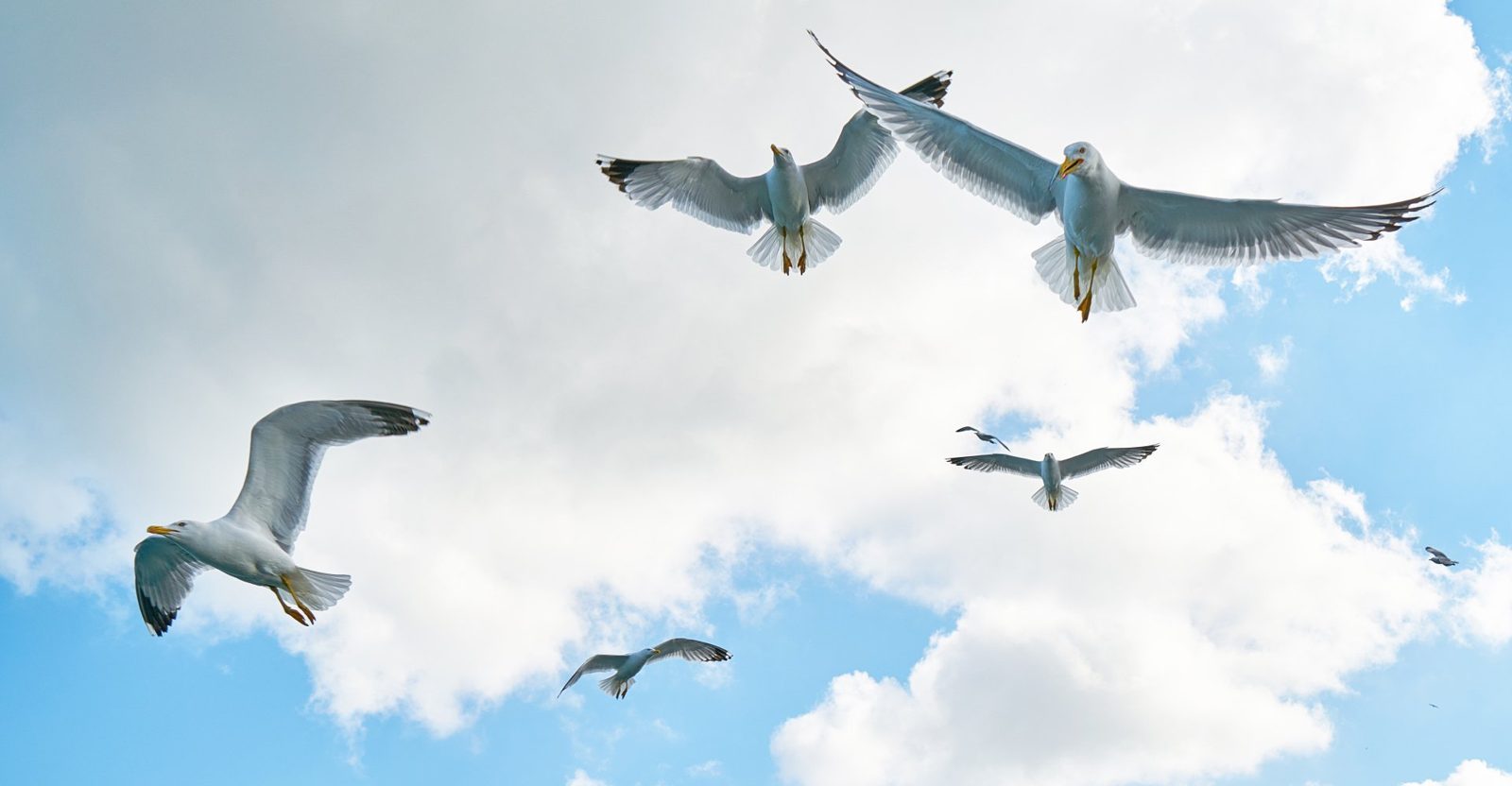 A flock of seagulls are flying in the sky.